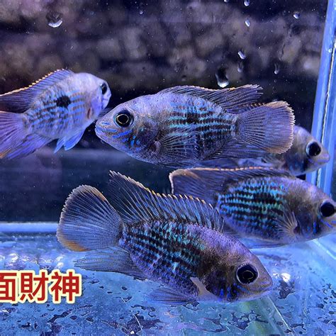 藍面財神混養|泡芙水族Puffer Aqua 圓身藍面財神（6